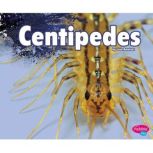 Centipedes, Lisa Amstutz