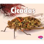 Cicadas, Lisa Amstutz