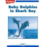 Baby Dolphins in Shark Bay, Sharon T. Pochron, Ph.D.