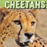 Cheetahs, Tammy Gagne