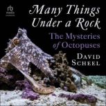 Many Things Under a Rock, David Scheel