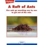 A Raft of Ants, Dan Risch