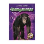 Chimpanzees, Derek Zobel