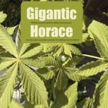 Gigantic Horace, Adrian Summerson
