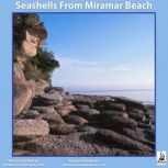 Seashells from Miramar Beach, Miles OBrien Riley
