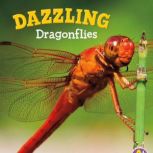 Dazzling Dragonflies, Catherine Ipcizade