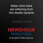 Italian olive trees are withering fro..., PBS NewsHour