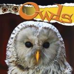 Owls, Julie Lundgren