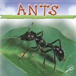 Ants, Jason Cooper