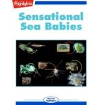 Sensational Sea Babies, Robert Bachand