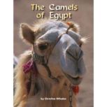 The Camels of Egypt, Christina Wilsdon