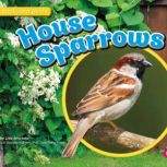 House Sparrows, Lisa Amstutz