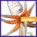 Squids, Mari Schuh