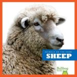 Sheep, Wendy Strobel Dieker