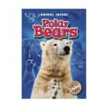 Polar Bears, Kari Schuetz