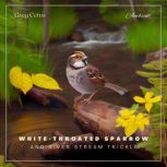 Whitethroated Sparrow and River Stre..., Greg Cetus