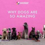 Why Dogs Are So Amazing, Seeker