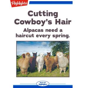 Cutting Cowboy's Hair: Alpacas need a haircut every spring.