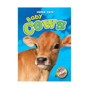 Baby Cows