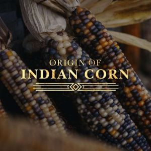 Origin of Indian Corn, Eleanor L. Skinner