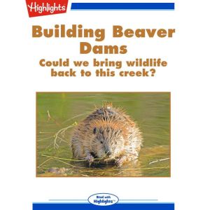 Building Beaver Dams, Bryn Fleming