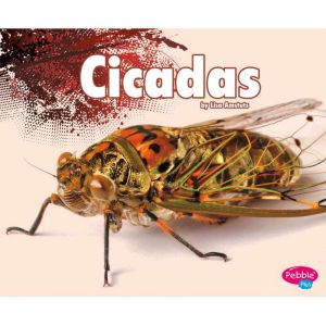 Cicadas, Lisa Amstutz