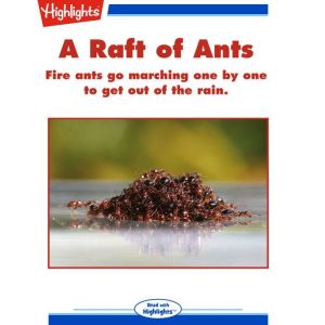 A Raft of Ants, Dan Risch