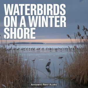 Waterbirds on a Winter Shore, Ambient Rest Audio