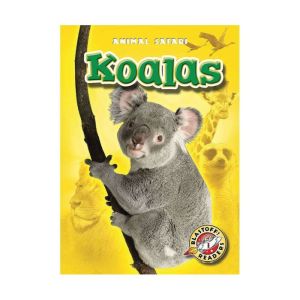 Koalas, Kari Schuetz