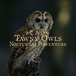 A Tawny Owls Nocturnal Adventure, Hannah Lilly