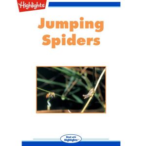 Jumping Spiders, Bryan Reynolds
