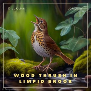 Wood Thrush in Limpid Brook, Greg Cetus