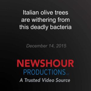 Italian olive trees are withering from this deadly bacteria