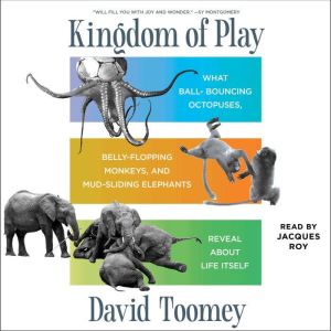Kingdom of Play, David Toomey