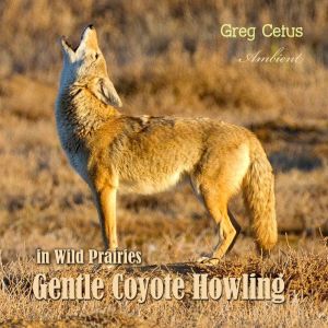 Gentle Coyote Howling in Wild Prairie..., Greg Cetus