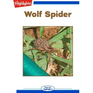 Wolf Spider, Diana Smith