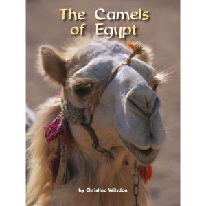 The Camels of Egypt, Christina Wilsdon