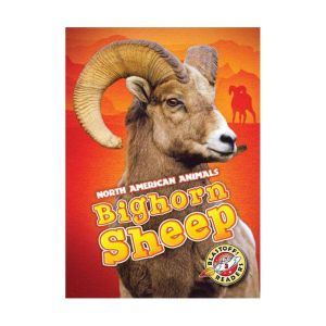 Bighorn Sheep, Megan BorgertSpaniol