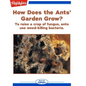 How Does the Ants Garden Grow?, Mariana Relos