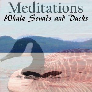 Whale Sounds and Ducks  Meditations, anthony morse