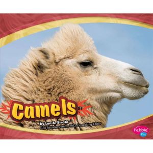 Camels, Lyn Sirota