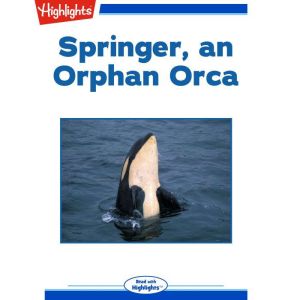 Springer, an Orphan Orca, Sharlene P. Nelson
