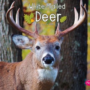 WhiteTailed Deer, G.G. Lake