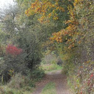 The Nightingale, Hans Christian Andersen