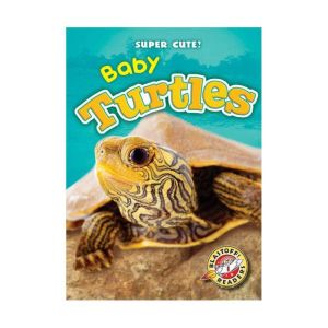 Baby Turtles, Megan BorgertSpaniol