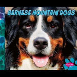 Bernese Mountain Dogs